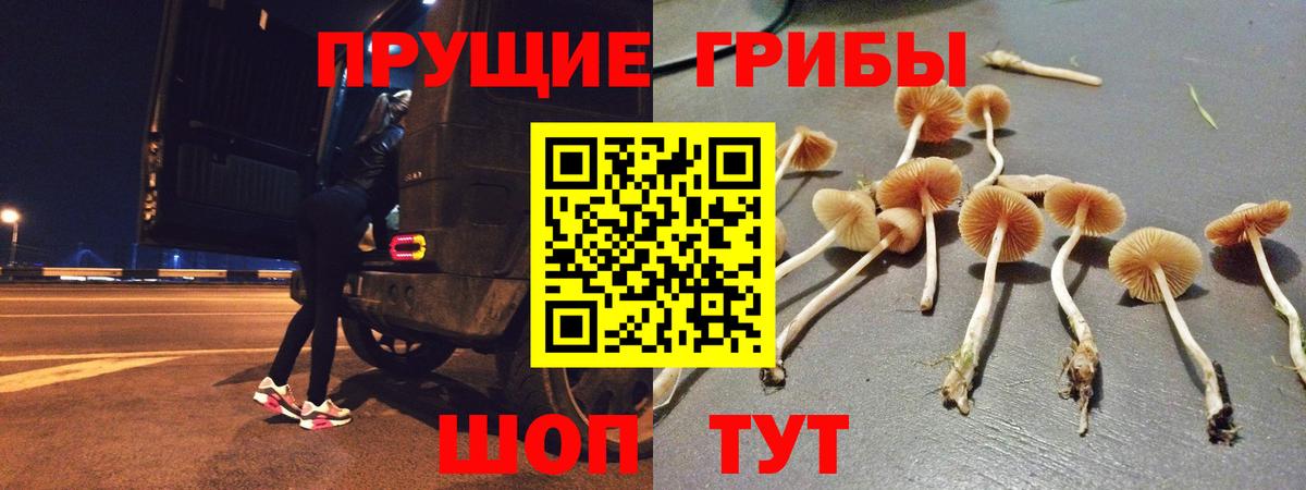 Псилоцибиновые грибы Psilocybe Зеленогорск
